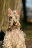 SCOTTISH TERRIER 194